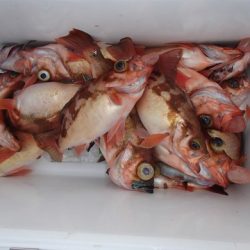 第二むつ漁丸 釣果