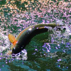 小菅トラウトガーデン 釣果