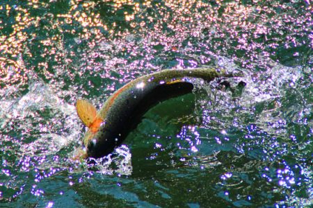 小菅トラウトガーデン 釣果