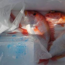 遊漁船 新鋭丸 釣果