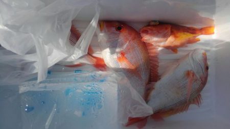 遊漁船 新鋭丸 釣果