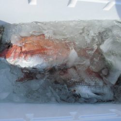 大進丸(新潟) 釣果