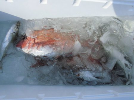 大進丸(新潟) 釣果