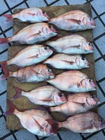 久里浜黒川本家 釣果