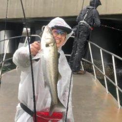 シーマジカル 釣果