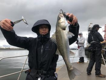 シーマジカル 釣果