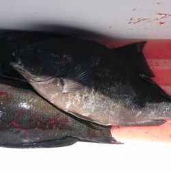 しば渡船 釣果