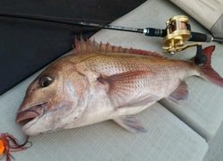 ディープ オーシャン 釣果