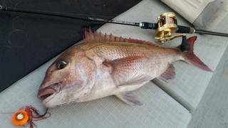 ディープ オーシャン 釣果