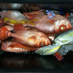 フィッシングハウス伊藤 釣果