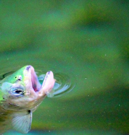 小菅トラウトガーデン 釣果
