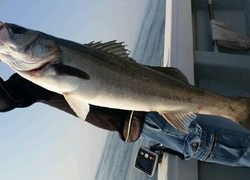 ディープ オーシャン 釣果