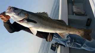 ディープ オーシャン 釣果