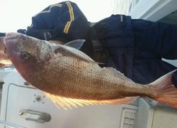 ディープ オーシャン 釣果