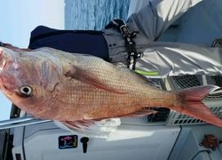 ディープ オーシャン 釣果