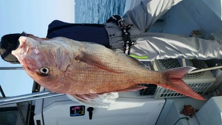 ディープ オーシャン 釣果