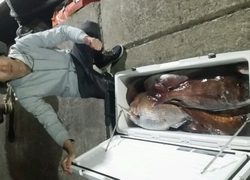 ディープ オーシャン 釣果