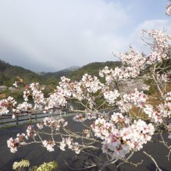 フィッシングレイクたかみや 釣果