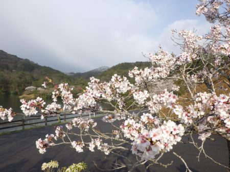 フィッシングレイクたかみや 釣果