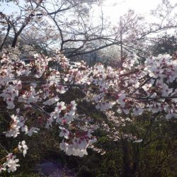 フィッシングレイクたかみや 釣果