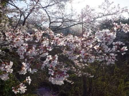 フィッシングレイクたかみや 釣果