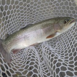 フィッシングレイクたかみや 釣果