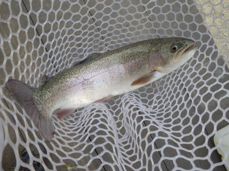 フィッシングレイクたかみや 釣果