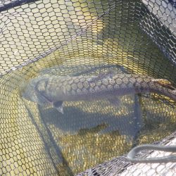 フィッシングレイクたかみや 釣果