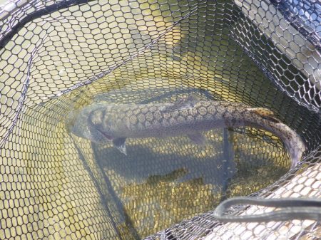 フィッシングレイクたかみや 釣果