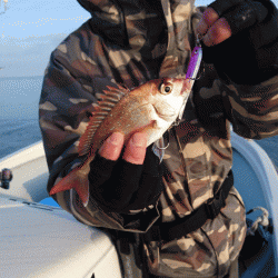 遊漁船ブルーウッズ 釣果