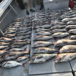 寿裕 （YOSHIHIRO） 釣果