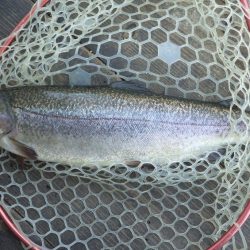 フィッシングレイクたかみや 釣果