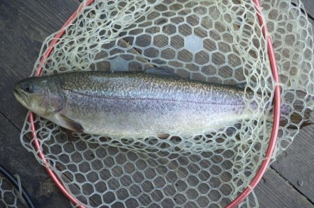 フィッシングレイクたかみや 釣果