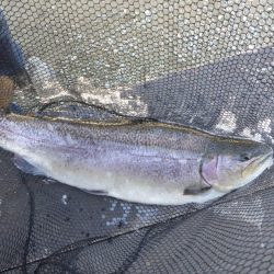 フィッシングレイクたかみや 釣果