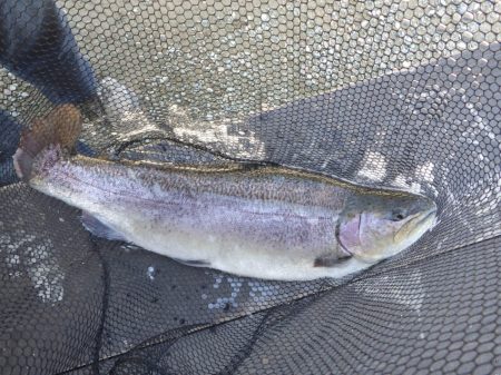 フィッシングレイクたかみや 釣果