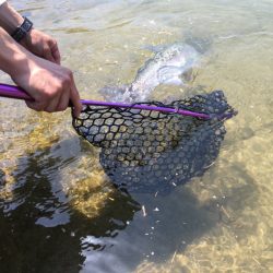 フィッシングレイクたかみや 釣果