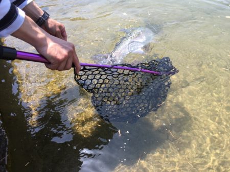 フィッシングレイクたかみや 釣果