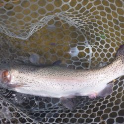 フィッシングレイクたかみや 釣果