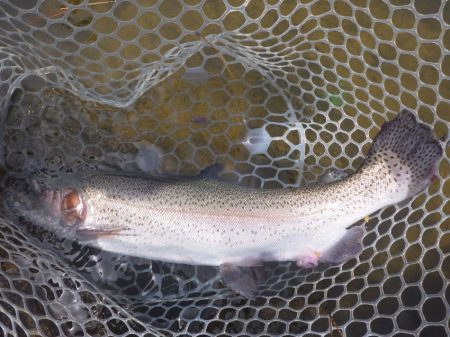 フィッシングレイクたかみや 釣果