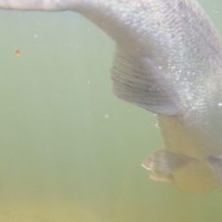 フィッシングレイクたかみや 釣果