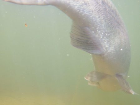 フィッシングレイクたかみや 釣果