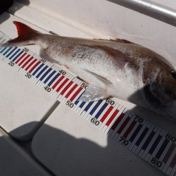 BlueNote Fishing Taxi 釣果