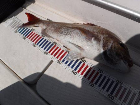 BlueNote Fishing Taxi 釣果