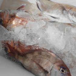 こうゆう丸 釣果