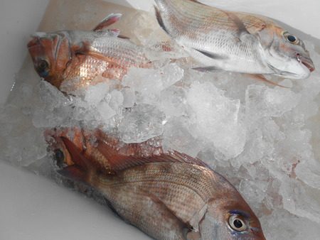 こうゆう丸 釣果