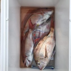 網屋丸 釣果