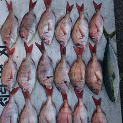 網屋丸 釣果