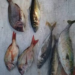 網屋丸 釣果