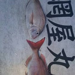 網屋丸 釣果