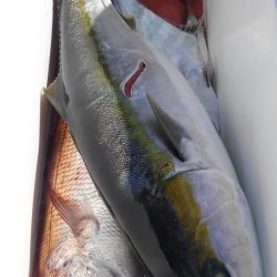 遊漁船 新鋭丸 釣果